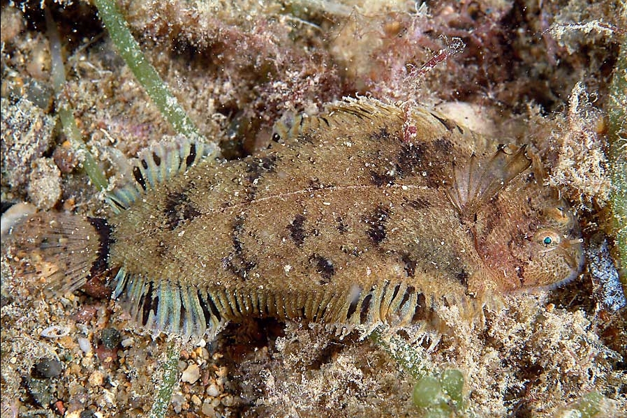 Monochirus hispidus (Sogliola pelosa)